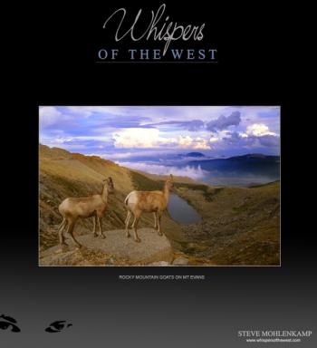 ROCKY MOUNTAIN GOATS ON MT EVANS